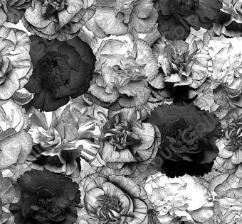 Carnation BW